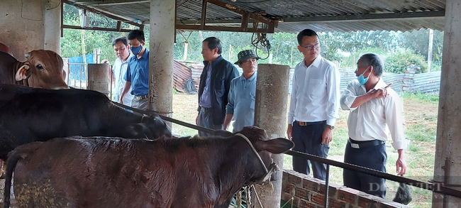  Quảng Nam: Nhờ vốn Quỹ hỗ trợ, nông dân có của ăn, của để nhờ vỗ béo bò  - Ảnh 3.