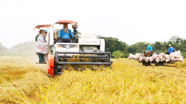 Còn 600 ngàn tấn lúa hè thu cần tiêu thụ gấp, An Giang kêu gọi doanh nghiệp mua lúa giúp nông dân - Ảnh 1.