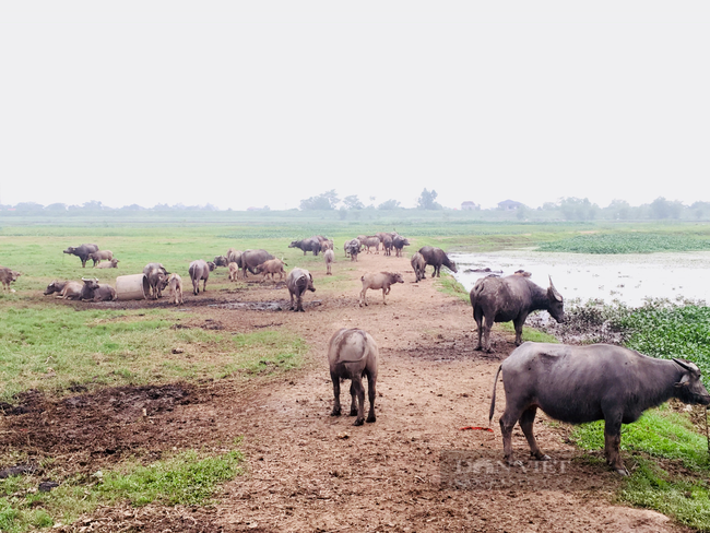 Bệnh viêm da nổi cục đã không còn trên đàn trâu, bò của tỉnh Ninh Bình - Ảnh 3.