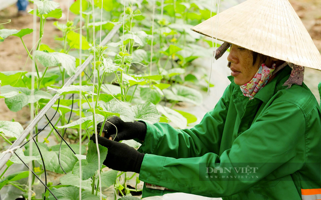 Bên trong nhà kính trồng dưa lưới của công Bình Phước Ecofarm ở xã Thanh An, huyện Hớn Quản. Ảnh: Anh Đức