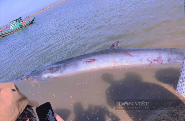 Người dân phát hiện xác cá voi gần 1 tấn trôi dạt vào bờ biển Hà Tĩnh - Ảnh 3.