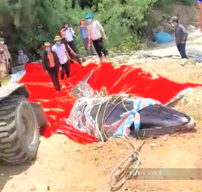 Người dân phát hiện xác cá voi gần 1 tấn trôi dạt vào bờ biển Hà Tĩnh - Ảnh 4.