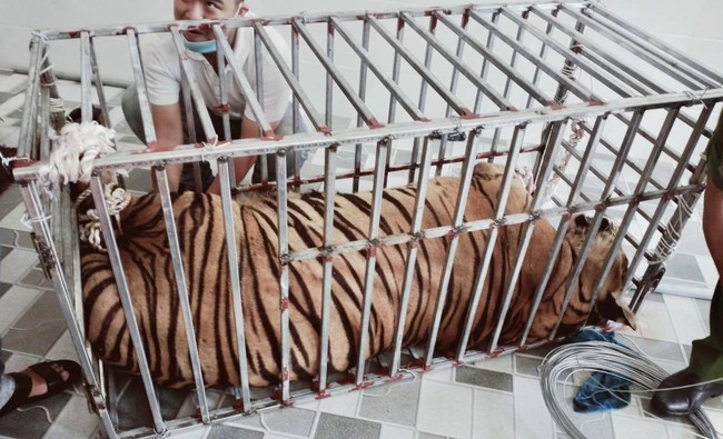 Vụ bắt 17 con hổ nuôi nhốt trái phép ở Nghệ An: Là chuyên án lớn nhất từ trước tới nay   - Ảnh 1.