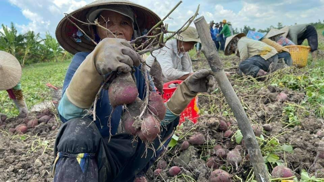 Nông dân Vĩnh Long thu hoạch khoai lang ở trên đồng. Ảnh: Nhóm Nông Sản Vĩnh Long