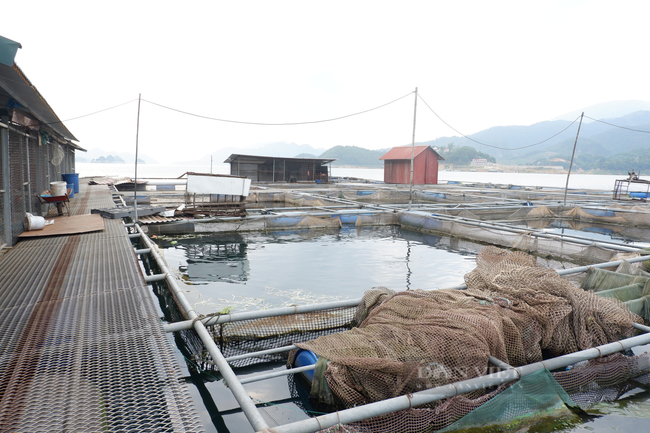 Hòa Bình: Giá cá lăng đặc sản sông Đà giảm mạnh, Giám đốc HTX mong ngân hàng cho vay vốn với lãi xuất thấp - Ảnh 2.