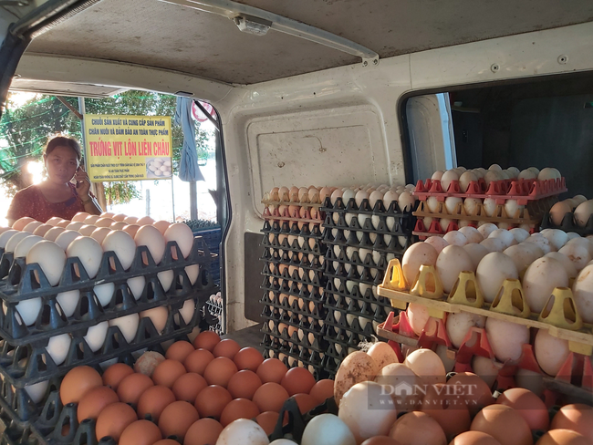 Hà Nội: Trứng gia cầm khó bán, 2.000 tấn nhãn chín muộn đặc sản trước nguy cơ không tiêu thụ được - Ảnh 2.