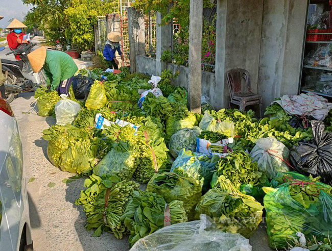 Nghệ An: Hàng nghìn tấn rau đang “nằm ruộng” chờ đầu ra... - Ảnh 9.