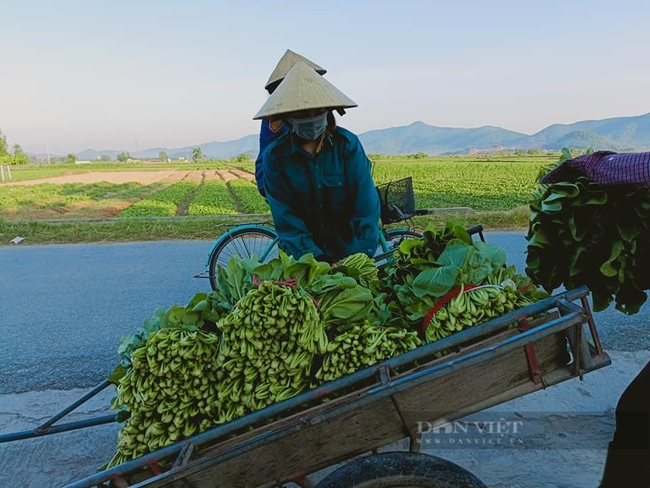 Nghệ An: Hàng nghìn tấn rau đang “nằm ruộng” chờ đầu ra... - Ảnh 6.