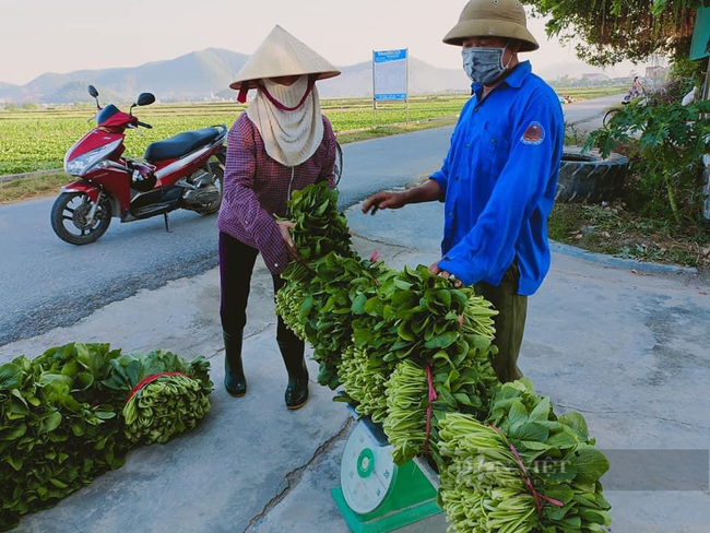 Nghệ An: Hàng nghìn tấn rau đang “nằm ruộng” chờ đầu ra... - Ảnh 4.