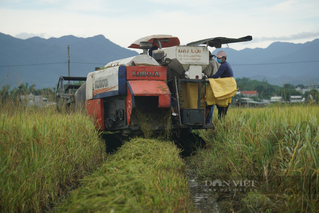 Nông dân Đà Nẵng khẩn trương thu hoạch lúa “chạy” bão - Ảnh 2.