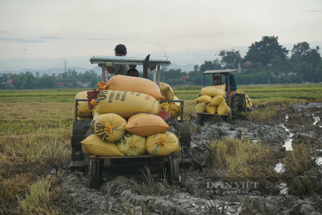 Nông dân Đà Nẵng khẩn trương thu hoạch lúa “chạy” bão - Ảnh 3.