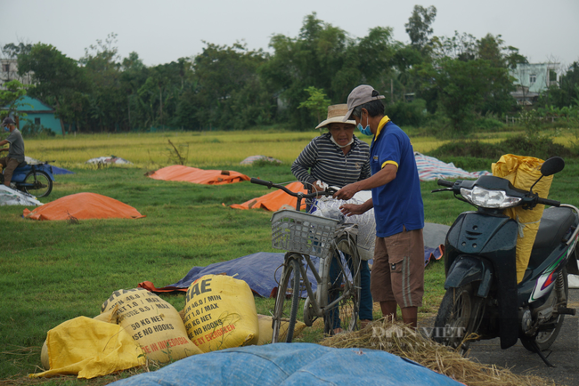 Nông dân Đà Nẵng khẩn trương thu hoạch lúa “chạy” bão - Ảnh 5.