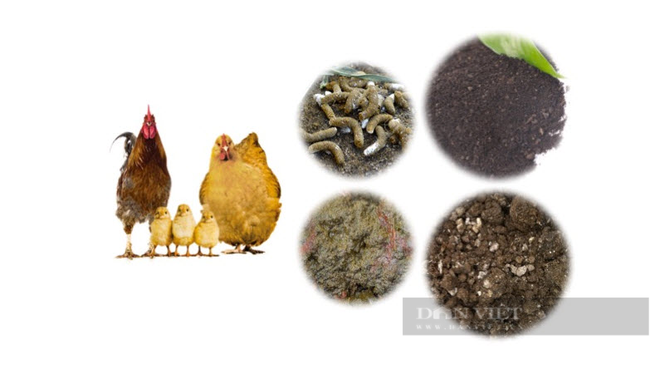 Nguồn phân thải từ chăn nuôi gà sẽ được tận dụng để làm phân hữu cơ bón lại cho cây trồng. Ảnh minh họa: Nguyên Vỹ