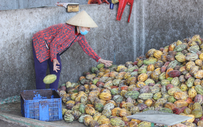 Thu hoạch ca cao để chế biến ở công ty Trọng Đức. Ảnh: Nguyên Vỹ