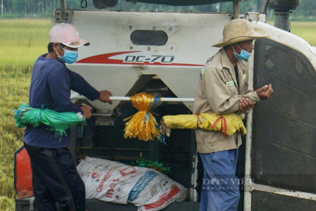 Ảnh: Nông dân Đà Nẵng khẩn trương thu hoạch lúa “chạy” bão - Ảnh 5.