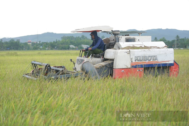 Đà Nẵng: Nông dân gấp rút thu hoạch lúa, hoa màu “chạy” bão số 5 - Ảnh 1.