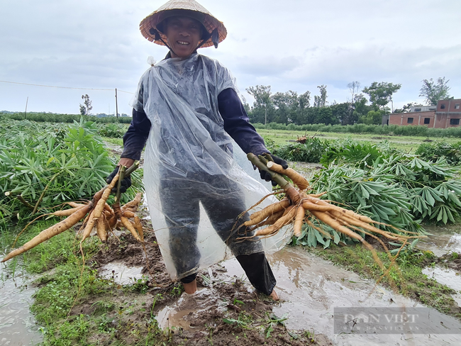 Quảng Nam: Nông dân dầm mưa nhổ từng củ khoai chạy bão - Ảnh 2.