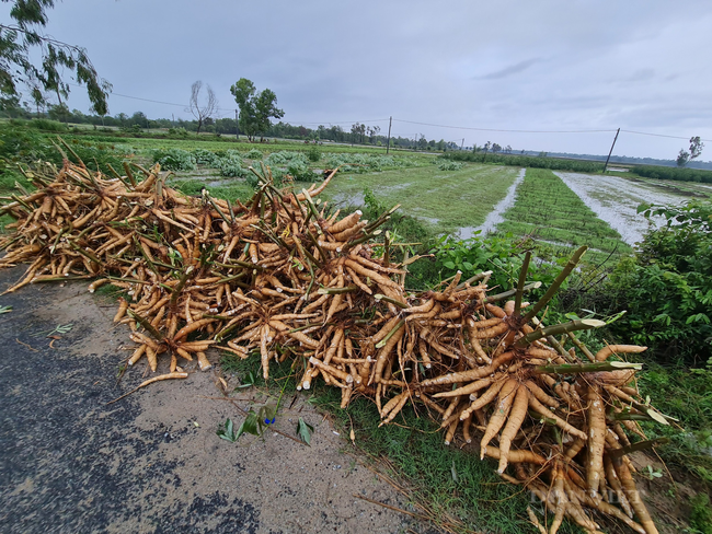 Quảng Nam: Nông dân dầm mưa nhổ từng củ khoai chạy bão - Ảnh 4.
