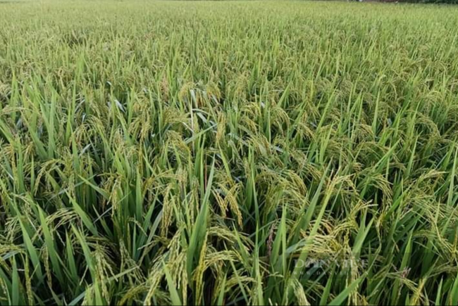 Thái Nguyên: Ở nơi này, nông dân rủ nhau trồng loại lúa nếp cho hạt dẻo quánh, thơm ngon - Ảnh 2.