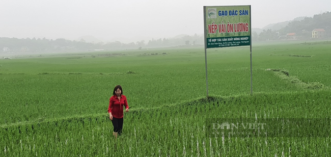 Thái Nguyên: Ở nơi này, nông dân rủ nhau trồng loại lúa nếp cho hạt dẻo quánh, thơm ngon - Ảnh 3.