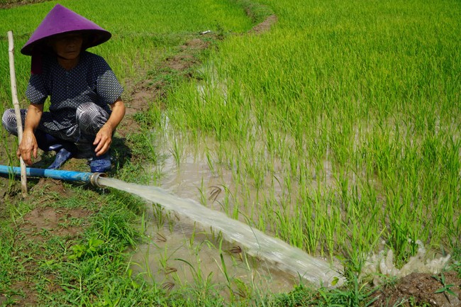 Gia Lai: Hạn hán giữa mùa mưa, hàng nghìn cây trồng bị chết, thiệt hại hàng trăm tỷ đồng - Ảnh 2.