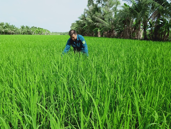 Đất nhiễm phèn mặn và phụ thuộc vào… “nước trời”, các địa phương này vẫn tìm ra “chìa khóa” để canh tác lúa hiệu quả - Ảnh 2.