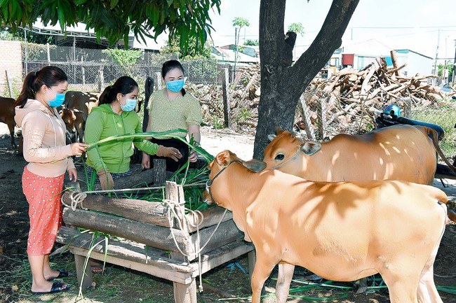 Có vốn nuôi bò, nông dân nghèo vượt khó  - Ảnh 1.