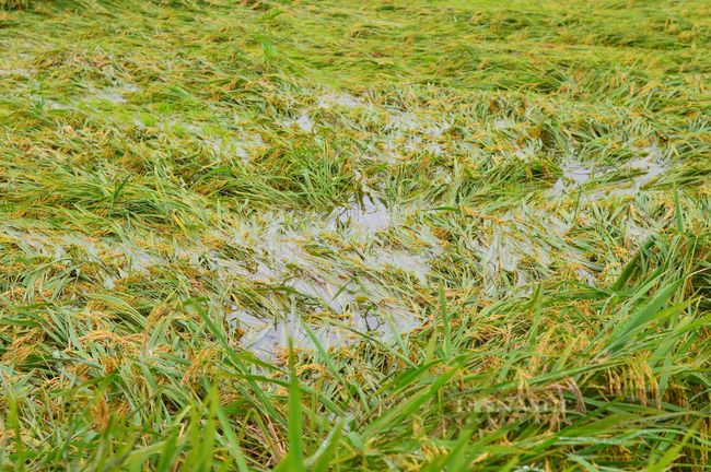 Đà Nẵng: Nông dân thất thần nhìn lúa nảy mầm ngập trong nước sau bão số 5 - Ảnh 1.