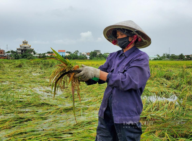 Đà Nẵng: Nông dân thất thần nhìn lúa nảy mầm ngập trong nước sau bão số 5 - Ảnh 2.