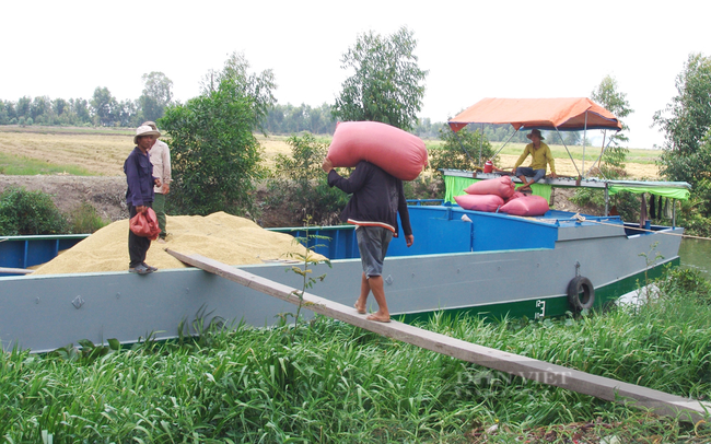 Nông dân tỉnh Long An thu hoạch lúa. Ảnh: Trần Đáng