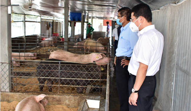 TT-Huế: Mô hình Tổ hợp 4F giúp người chăn nuôi lợn có lãi, không gây ô nhiễm môi trường - Ảnh 2.