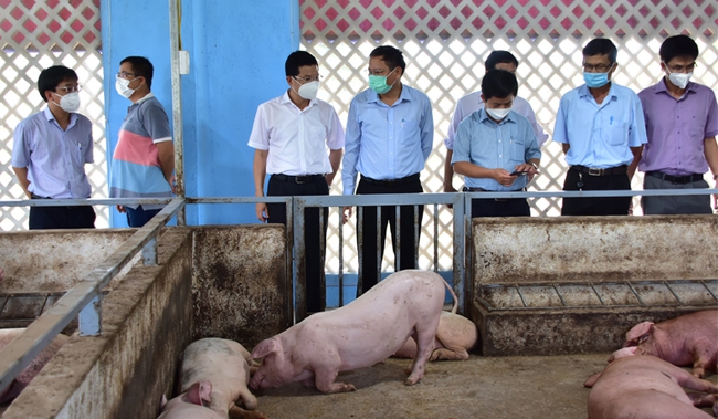 TT-Huế: Mô hình Tổ hợp 4F giúp người chăn nuôi lợn có lãi, không gây ô nhiễm môi trường - Ảnh 1.