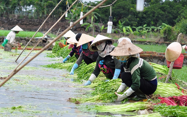 Người dân thu hoạch rau cần nước ở xã Gia Kiệm, huyện Thống Nhất. Ảnh: Ngọc An