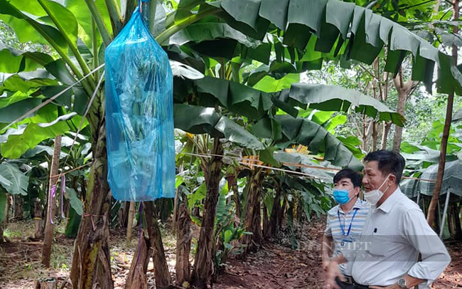 Đoàn công tác Sở NNPTNT Bình Phước kiểm tra vùng trồng chuối của công ty Union Trading. Ảnh: Nông nghiệp Hớn Quản