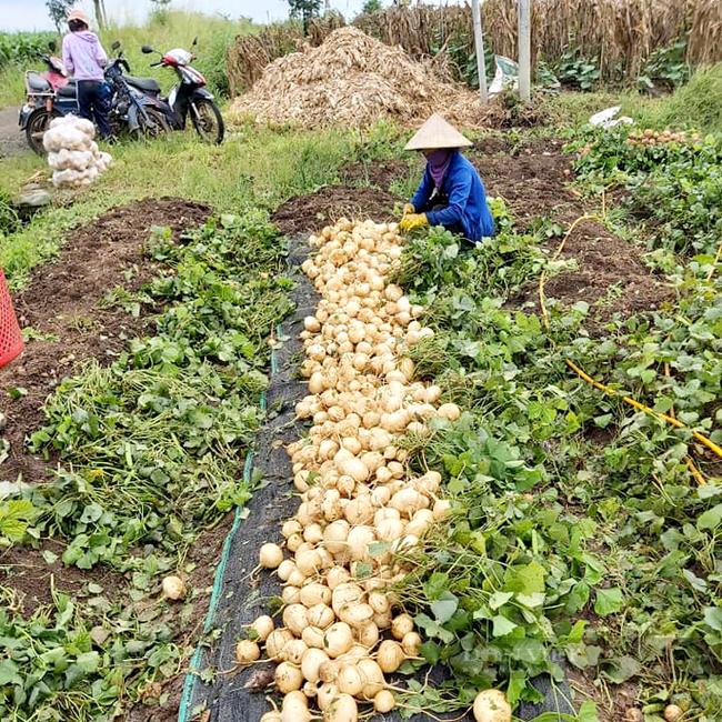 Hiện giá củ sắn ở Đồng Nai chi còn 1.000-2000 đồng/kg nhưng ít thương lái thu mua. Trong ảnh: thu hoạch củ sắn ở huyện Cẩm Mỹ, Đồng Nai. Ảnh: Nguyên Vỹ