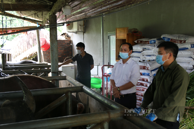 Nông dân Việt Nam xuất sắc 2021: Giám đốc nuôi trâu như thế nào mà làm thay đổi tư duy của nông dân nơi đây - Ảnh 9.