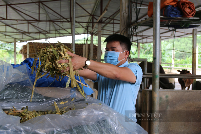 Nông dân Việt Nam xuất sắc 2021: Giám đốc nuôi trâu như thế nào mà làm thay đổi tư duy của nông dân nơi đây - Ảnh 4.