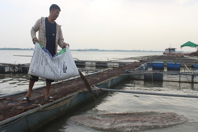 Nam Định: Cá lồng tắc đầu ra, người nuôi mặt méo xệch như &quot;bánh đa gặp nước&quot; - Ảnh 1.