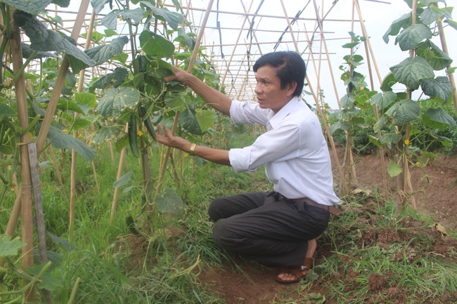 Giúp nông dân Bắc Ninh phục hồi sản xuất sau dịch - Ảnh 1.