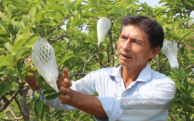 Ông Chiêu cũng như nhiều nông dân phải dùng lưới bọc trái mãng cầu lại để hạn chế côn trùng gây hại, nhất là ruồi vàng. Ảnh: Nguyên Vỹ