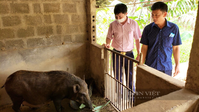 Quảng Bình: Nông dân miền núi Minh Hóa thoát nghèo nhờ vay vốn nuôi gà, nuôi lợn rừng - Ảnh 3.