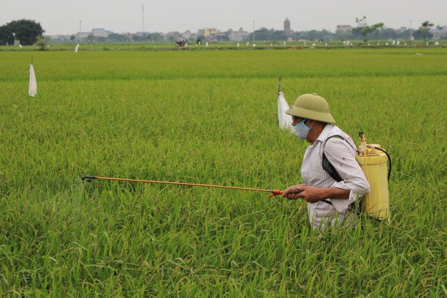 Nam Định: Sâu đục thân “tấn công” ruộng lúa, nhiều nơi nhiễm mật độ cao - Ảnh 1.
