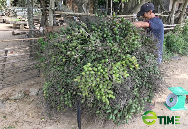 Quảng Ngãi: Giá cau trái tăng khó tin, người trồng thu về tiền nhiều tỷ  - Ảnh 5.