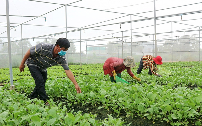 Nông dân tỉnh Tiền Giang đầu tư trồng rau trong nhà lưới. Ảnh: Lý Oanh