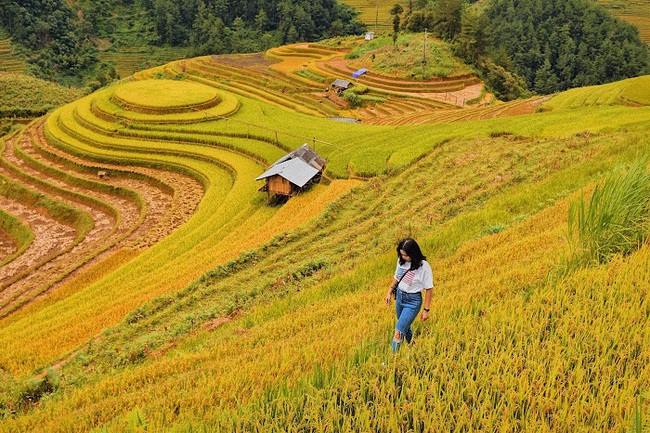 Đồi mâm xôi La Pán Tẩn – Bức tranh mùa vàng đầy mê hoặc du khách - Ảnh 2.