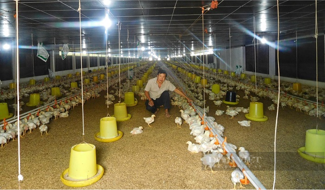 Người dân chăn nuôi gà lông trắng ở Đồng Nai. Ảnh: Sĩ Hoàng