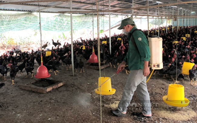 Người dân sát khuẩn trại nuôi gà ở huyện Châu Đức (Bà Rịa-Vũng Tàu). Ảnh: Trần Khánh