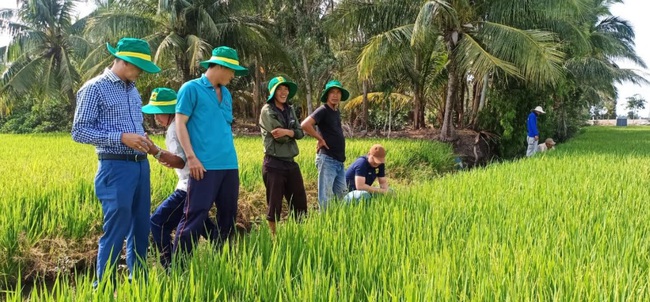 Đất nhiễm mặn đầu vụ, thêm cả “giặc”… chuột, nông dân trồng lúa xứ Dừa vẫn thắng lớn nhờ cách làm này - Ảnh 1.