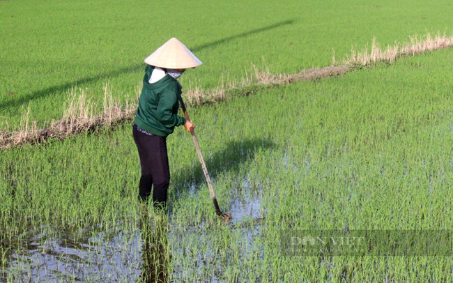 Nông dân trồng lúa huyện Bến Cầu xuống giống vụ mới. Ảnh: Trần Khánh