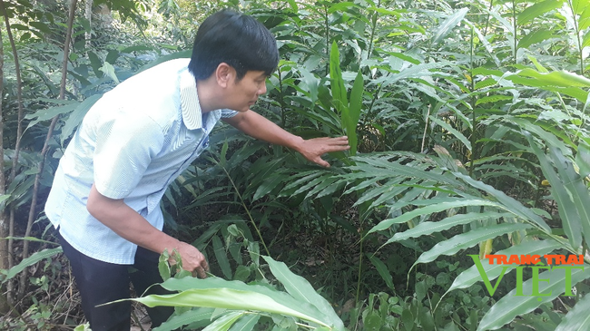 Lai Châu: Trồng sa nhân tím dưới tán rừng, ông nông dân này thu cả trăm triệu đồng/năm - Ảnh 1.